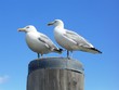 Seemöwen machen Pause / Seagulls have a break# Seemöwen machen Pause / Seagulls have a break#