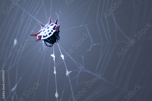 Photo: Itsy Bitsy Spider Itsy Bitsy Spider