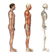 Anatomical Overlays - Side View