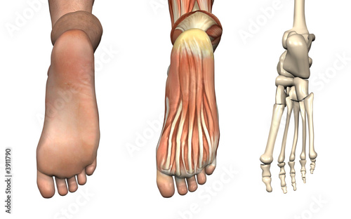 Illustration: Anatomical Overlays - Bottom of the Foot Anatomical Overlays - Bottom of the Foot