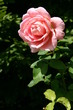 Rose ouverte