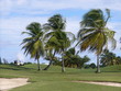 Golfplatz in der Karibik Golfplatz in der Karibik