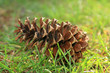 Pinecone laying in the green grass Pinecone laying in the green grass