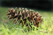 Pinecone laying in the green grass Pinecone laying in the green grass