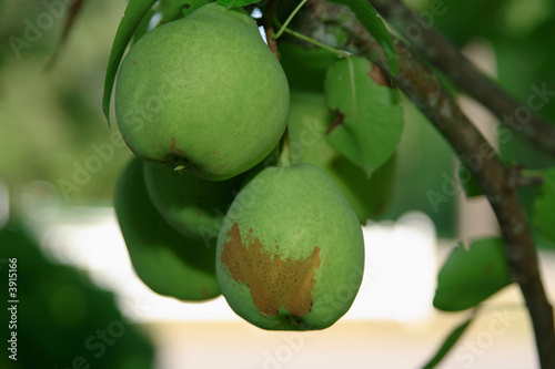 Photo: Green pears hanging on tree ripe ready to pick Green pears hanging on tree ripe ready to pick