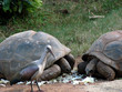 Photo: Tortoises and Hadeda bird Tortoises and Hadeda bird