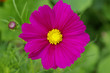 Hot Pink Cosmos Daisy like Annual Hot Pink Cosmos Daisy like Annual
