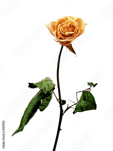 Photo: Withered Rose Withered Rose