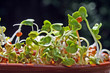 graines de radis germées graines de radis germées