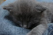 chaton endormi