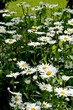 les paquerettes du jardin