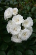 Roses blanches Roses blanches