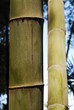 Bamboo