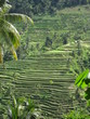 Bali rice paddies