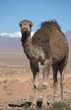 Aventure au Maroc