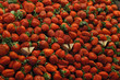 Strawberry anyone?
