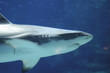 Blacktip Reef Shark in deep blue water