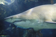 Sand Tiger Shark