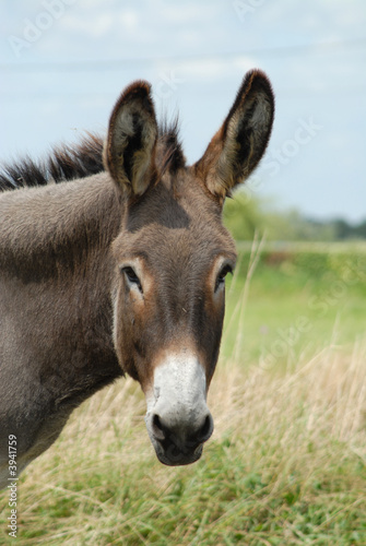 Photo: tête d'âne tête d'âne