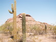 sonoran desert, arizona,usa