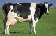 Holstein Cow