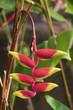Tropical Plant