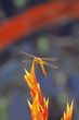 Colorful Dragonfly