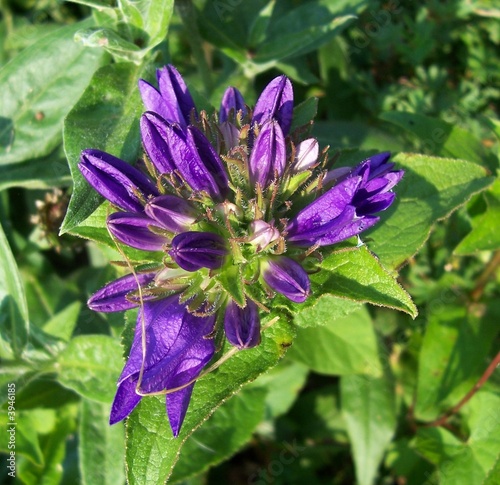 Campanula Campanula