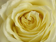 rose blanche