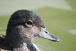 oiseau d'eau