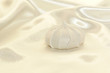 white fluffy cookie