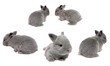 Baby Bunnies