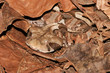 Gaboon adder (Bitis gabonica), South Africa Gaboon adder (Bitis gabonica), South Africa