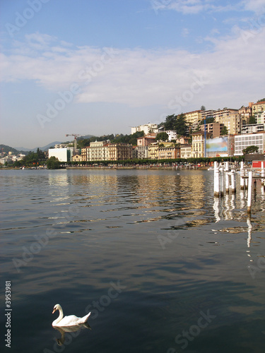 Lugano lake,city and swan Lugano lake,city and swan