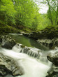Green forest by a river