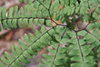 Fern Spiral Fern Spiral