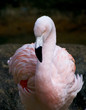 Pink Flamingo in Natural Setting Pink Flamingo in Natural Setting