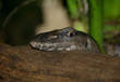 Snake Eye! Snake Eye!