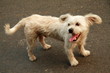 White stray dog