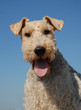 fox terrier attentif