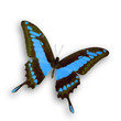 Light blue butterfly