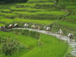 mules on the terraces