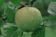 apple