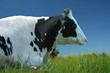 Photo: Vache couchée dans le pré Vache couchée dans le pré