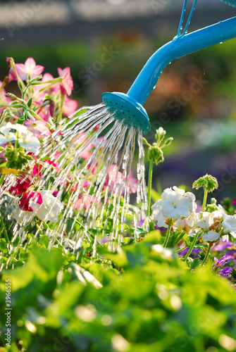 Watering flowers