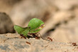 Fourmis coupeuses de feuilles