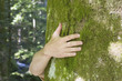 Foto: Tree hugging Tree hugging