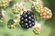 Brombeere
