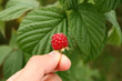 raspberry