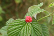 raspberry